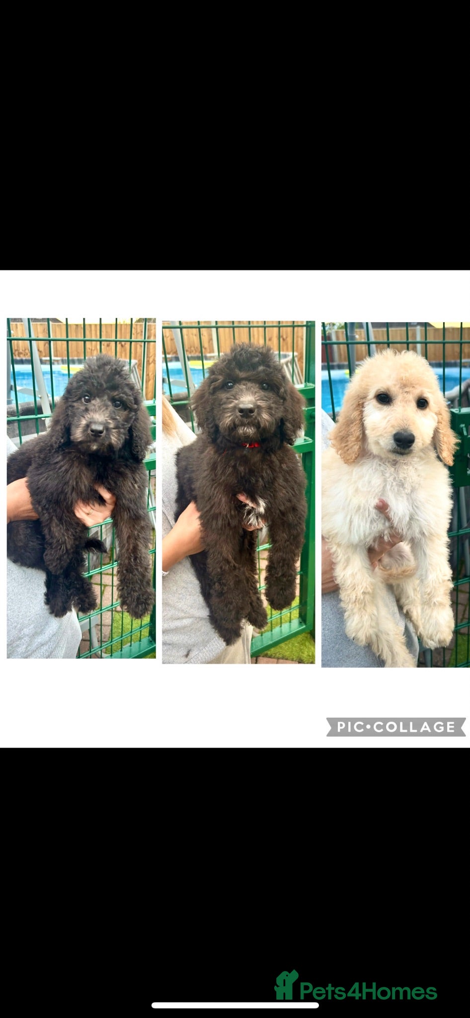Labradoodle dogs Chunky health tested f1bb standard labradoodles  - Advert 1