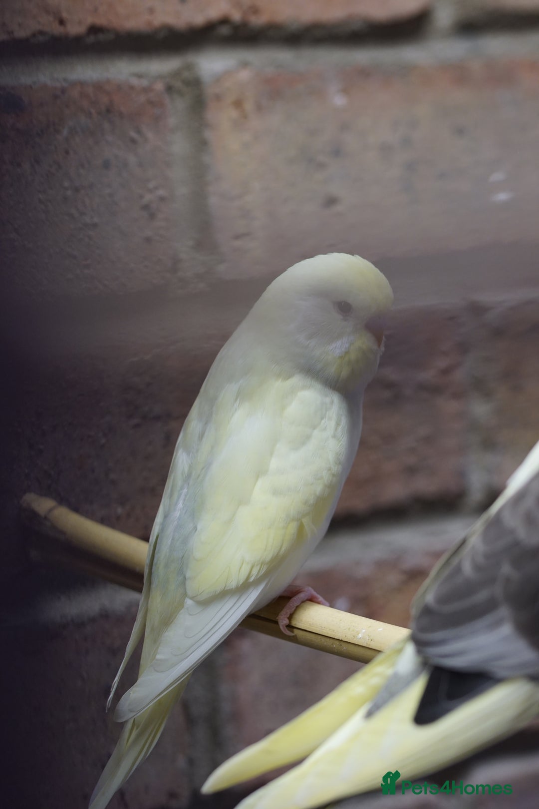 Budgerigars birds for sale: Budgies  - Image 6