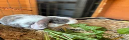 English Lop rabbits for sale: Nuggets  - Advert 2