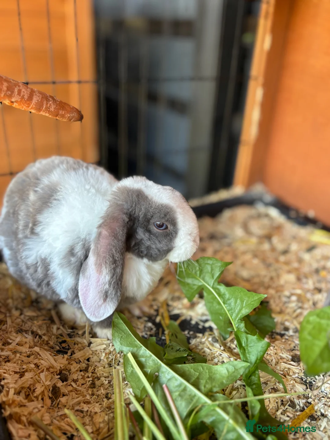 English Lop rabbits for sale: Nuggets  - Advert 2