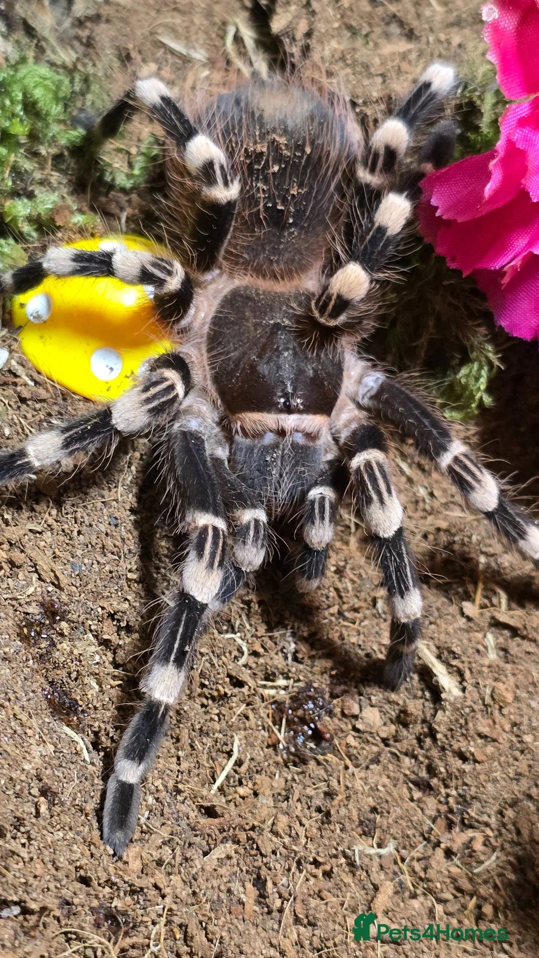 Tarantulas invertebrates for sale: Tarantulas  - Advert 4
