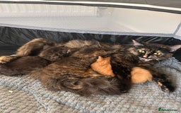 Mixed Breed cats for sale: Kittens Ready now to go the their forever home  - Advert 2