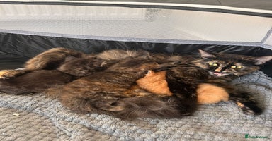 Mixed Breed cats Kittens Ready now to go the their forever home  - Advert 6