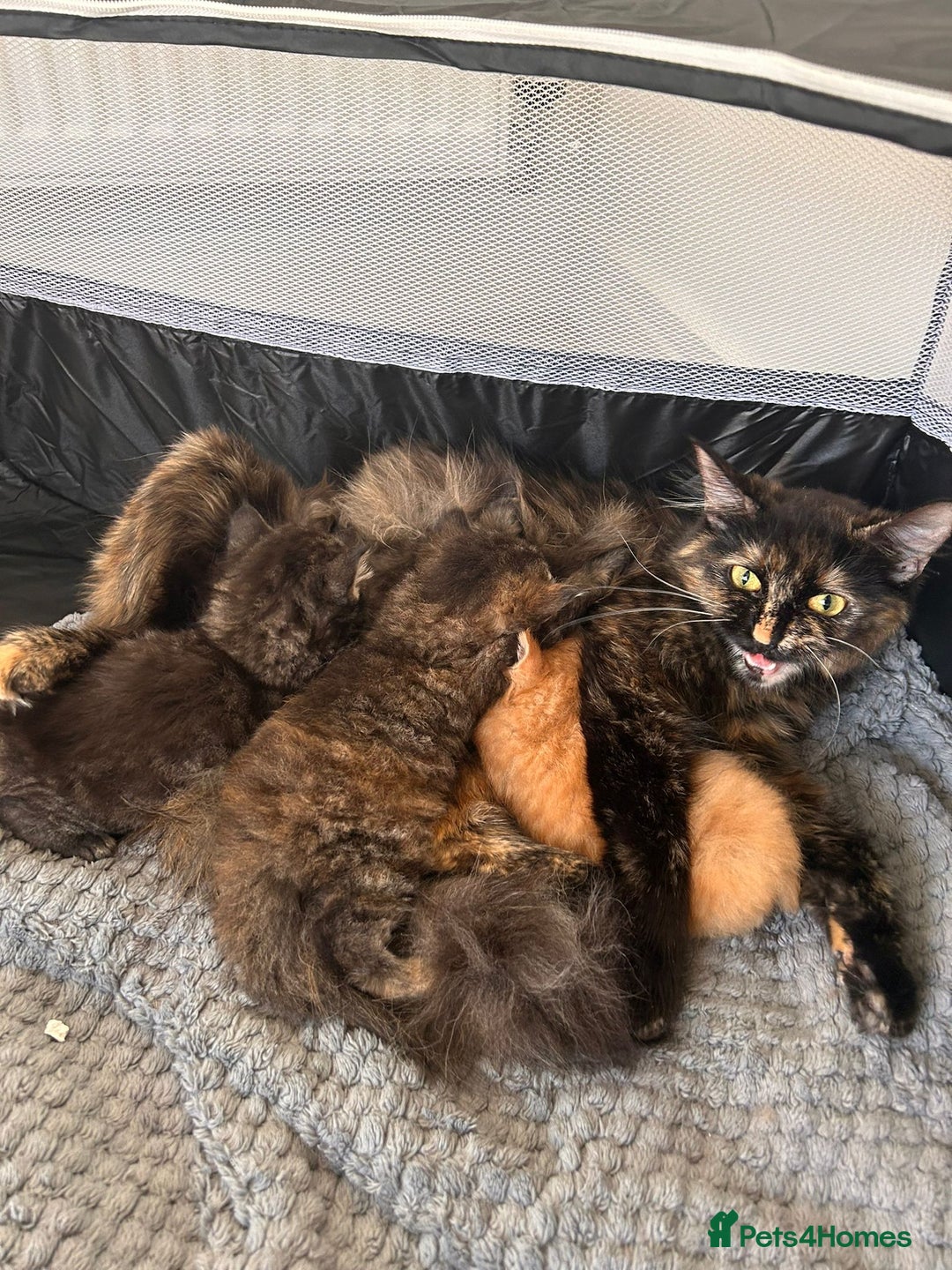 Mixed Breed cats for sale: Kittens Ready now to go the their forever home  - Advert 2