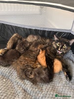 Mixed Breed cats Kittens Ready now to go the their forever home - Advert 6