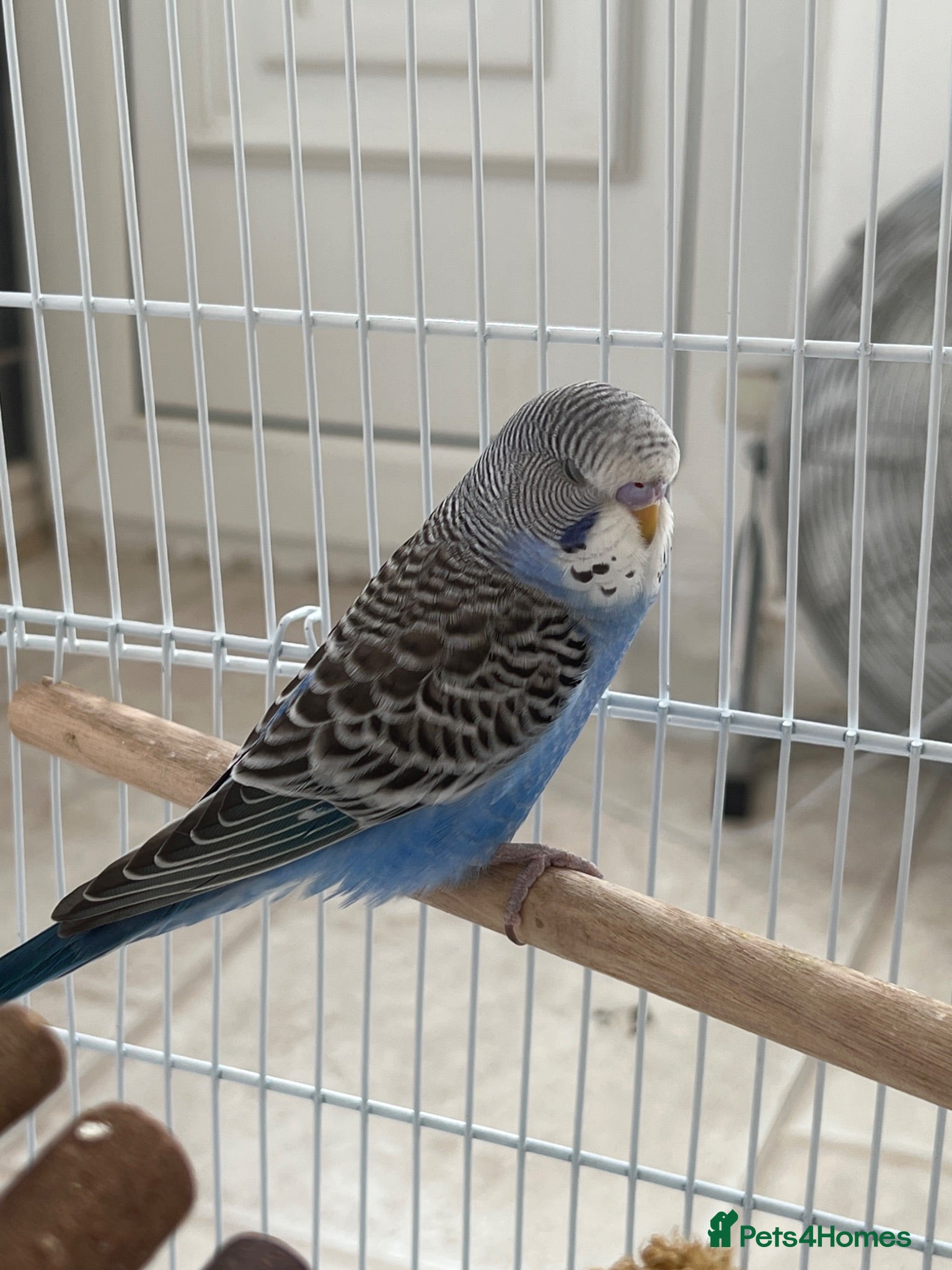 Budgerigars birds Budgie for sale! - Advert 1