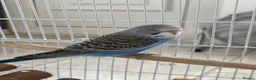Budgerigars birds for sale: Budgie for sale! in Walsall - Advert 1