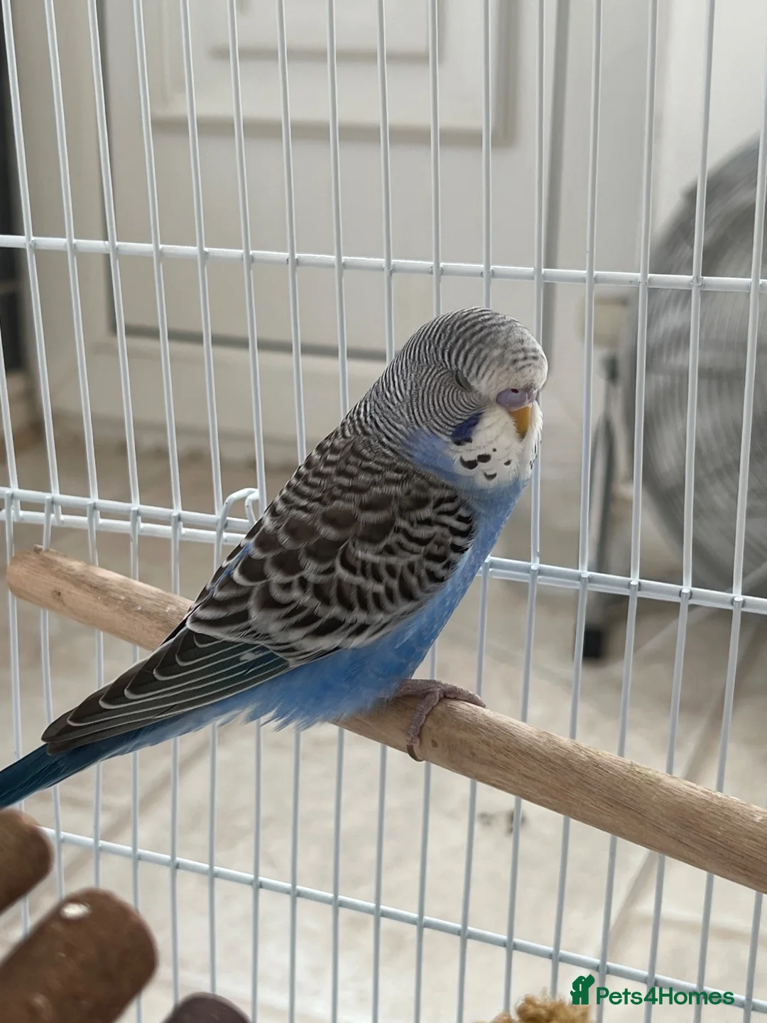 Budgerigars birds for sale: Budgie for sale! in Walsall - Advert 1