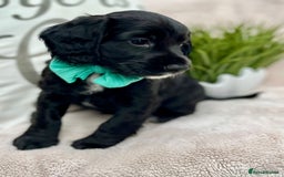 Cocker Spaniel dogs for sale: 2 beautiful cocker spaniels  - Image 15