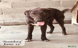 Mixed Breed dogs for adoption: Sombra, 1.5 yrs approx  Available for adoption  in Brixham - Image 18