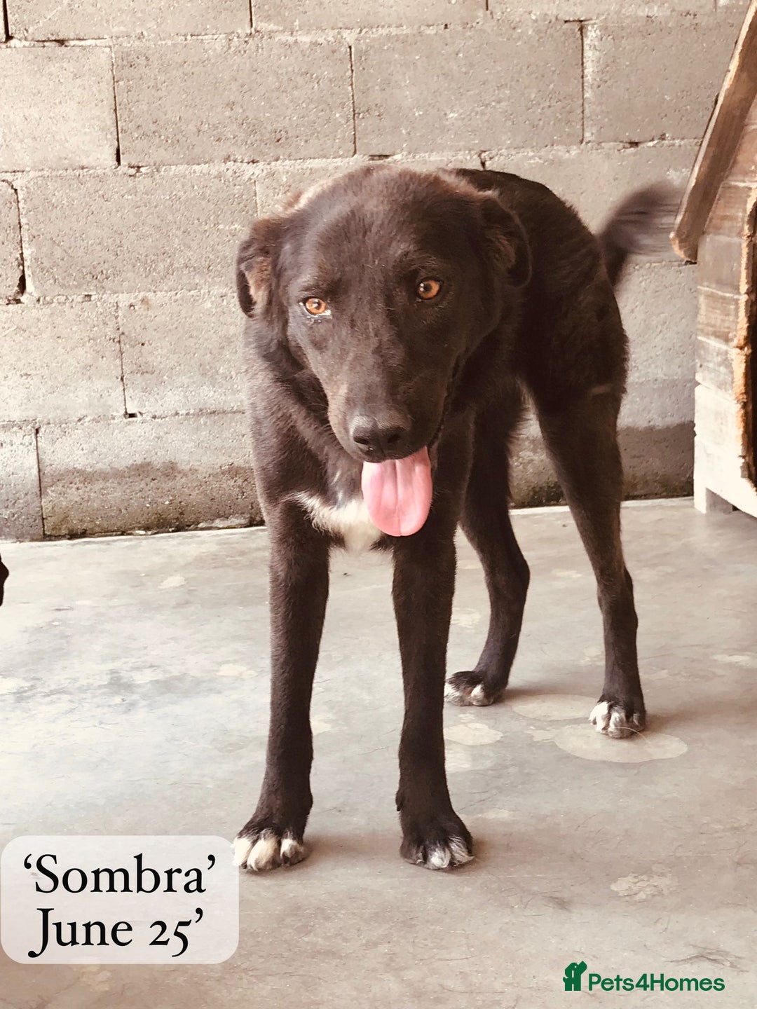 Mixed Breed dogs for adoption: Sombra, 1.5 yrs approx  Available for adoption  in Brixham - Image 18