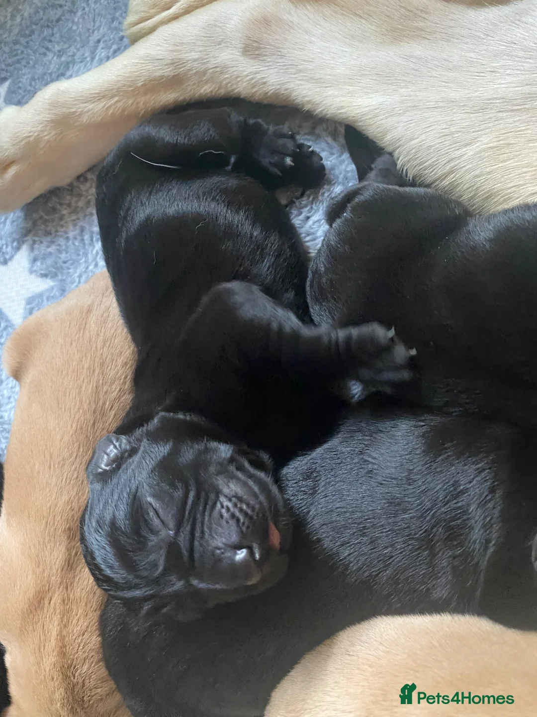 Labrador Retriever dogs for sale: Labrador Puppies Yellow and Black  - Advert 2