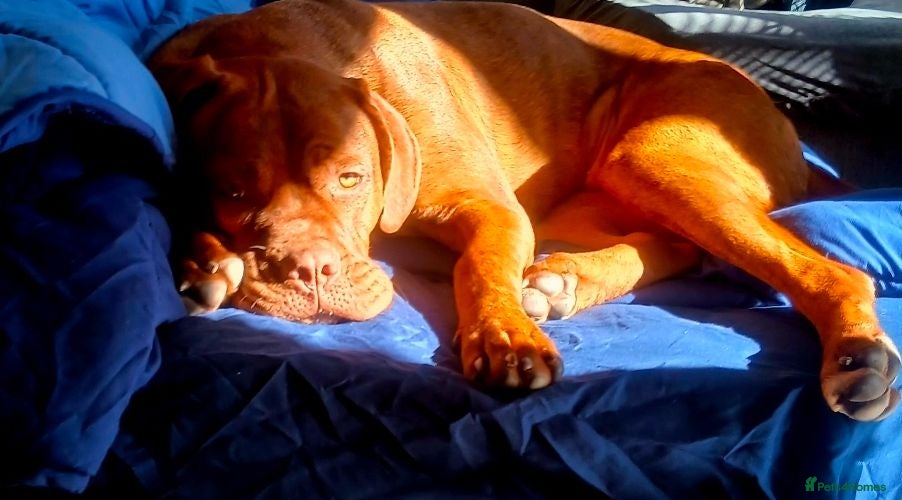 Mixed Breed dogs 1 year old dogue de bordeaux/neapolitan girl - Advert 1