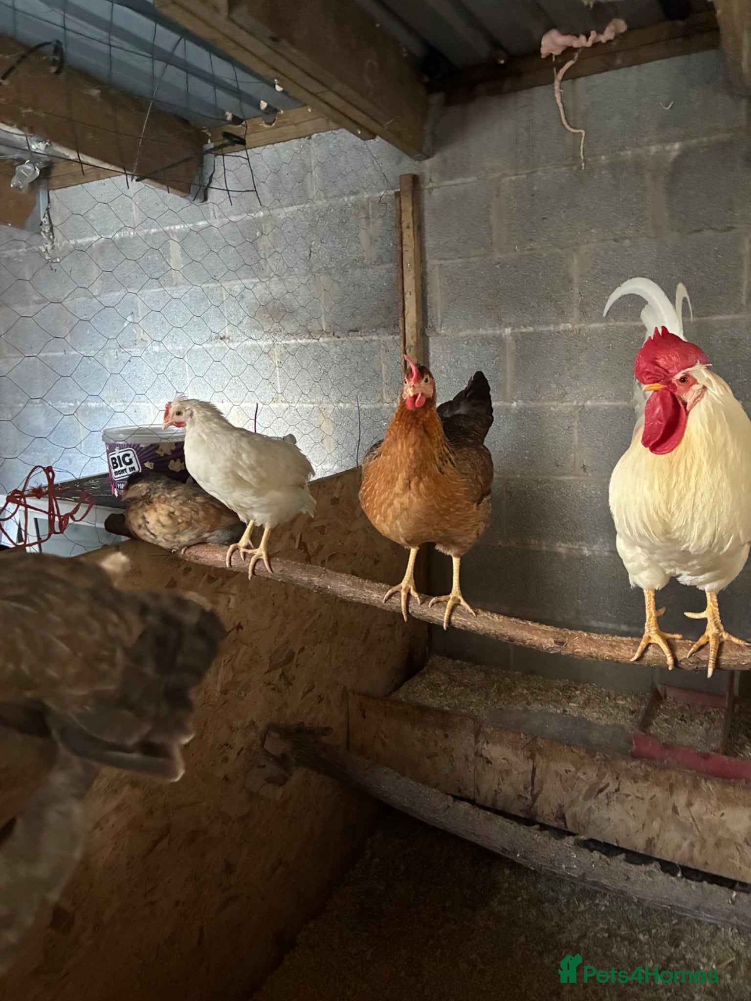 Chickens poultry Legbar cross cockerels  - Advert 1