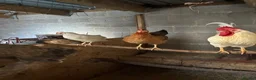 Chickens poultry for sale: Legbar cross cockerels  in Bargoed - Advert 1