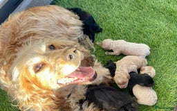 Cockapoo dogs for sale: F1 cockapoos - Image 8