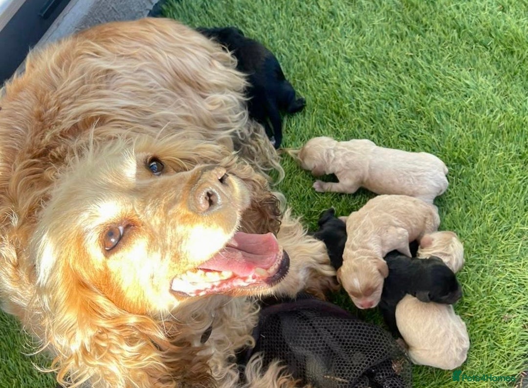 Cockapoo dogs for sale: F1 cockapoos - Image 8