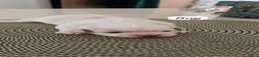 Zuchon Puppy 1