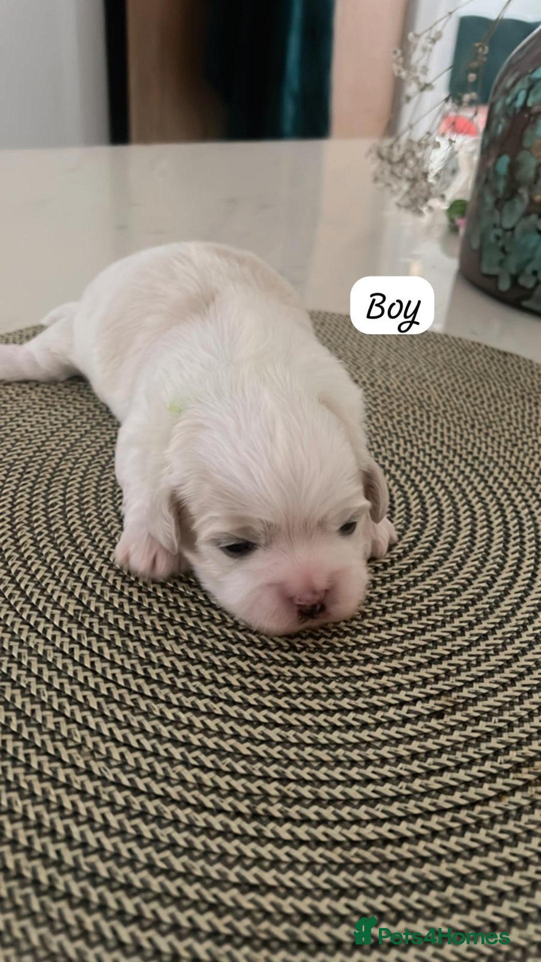 Zuchon dogs for sale: Female  - Image 4