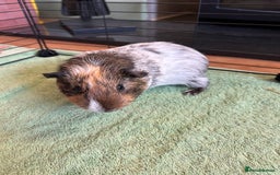 Guinea Pig rodents for sale: Bonded Male Guinea Pigs - Image 11