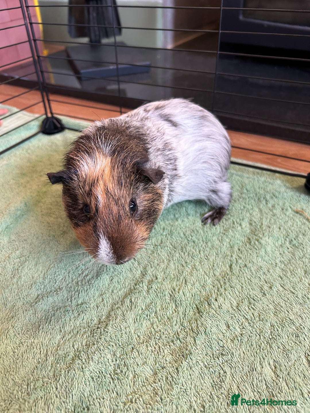 Guinea Pig rodents for sale: Bonded Male Guinea Pigs - Image 11
