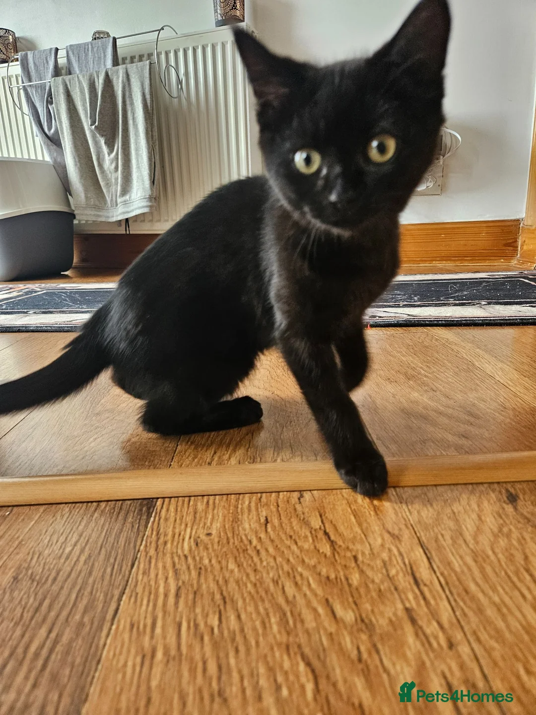 Mixed Breed cats for sale: Black female  - Advert 2