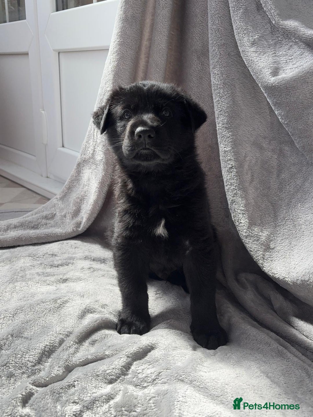 German Shepherd dogs for sale: KC Reg DDR GSD Puppy Rare Bloodline - Advert 6