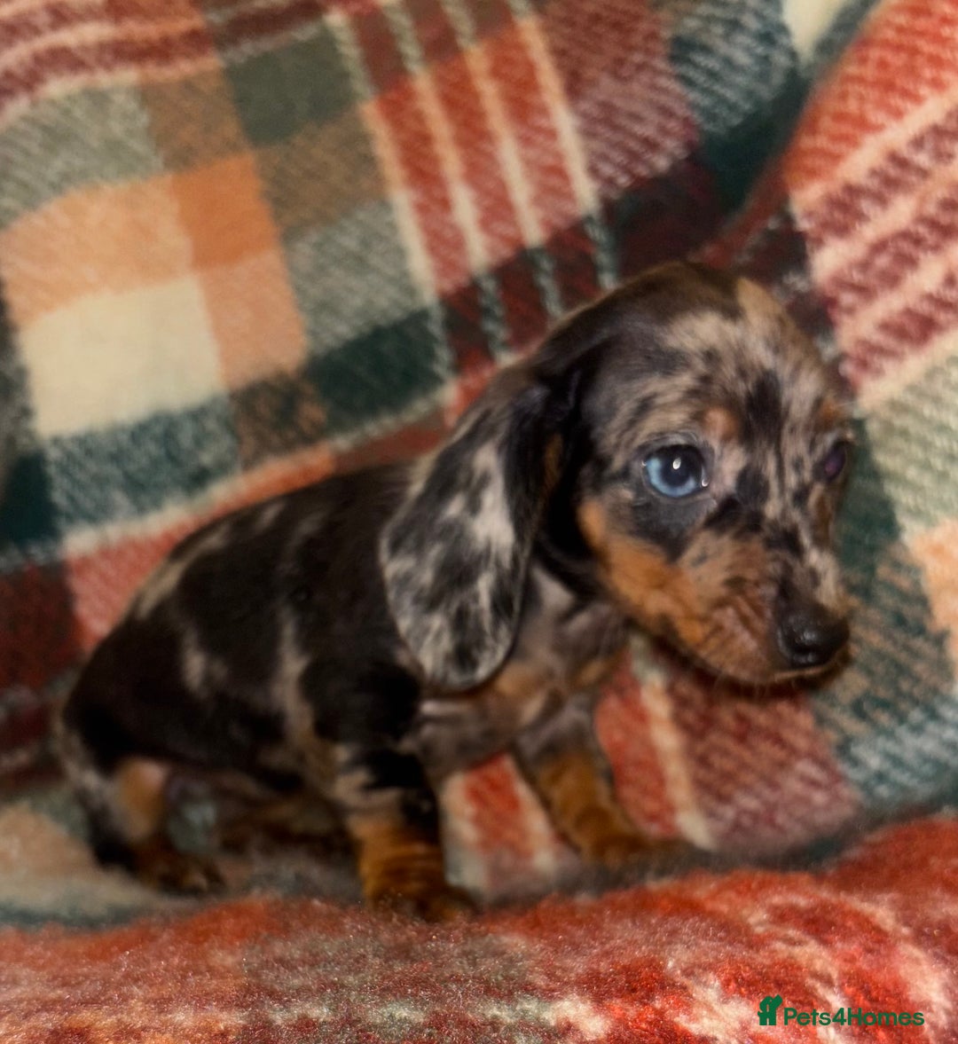 Miniature Dachshund dogs for sale: 🐶 beautiful tiny Dachshund puppies🐶 - Advert 7