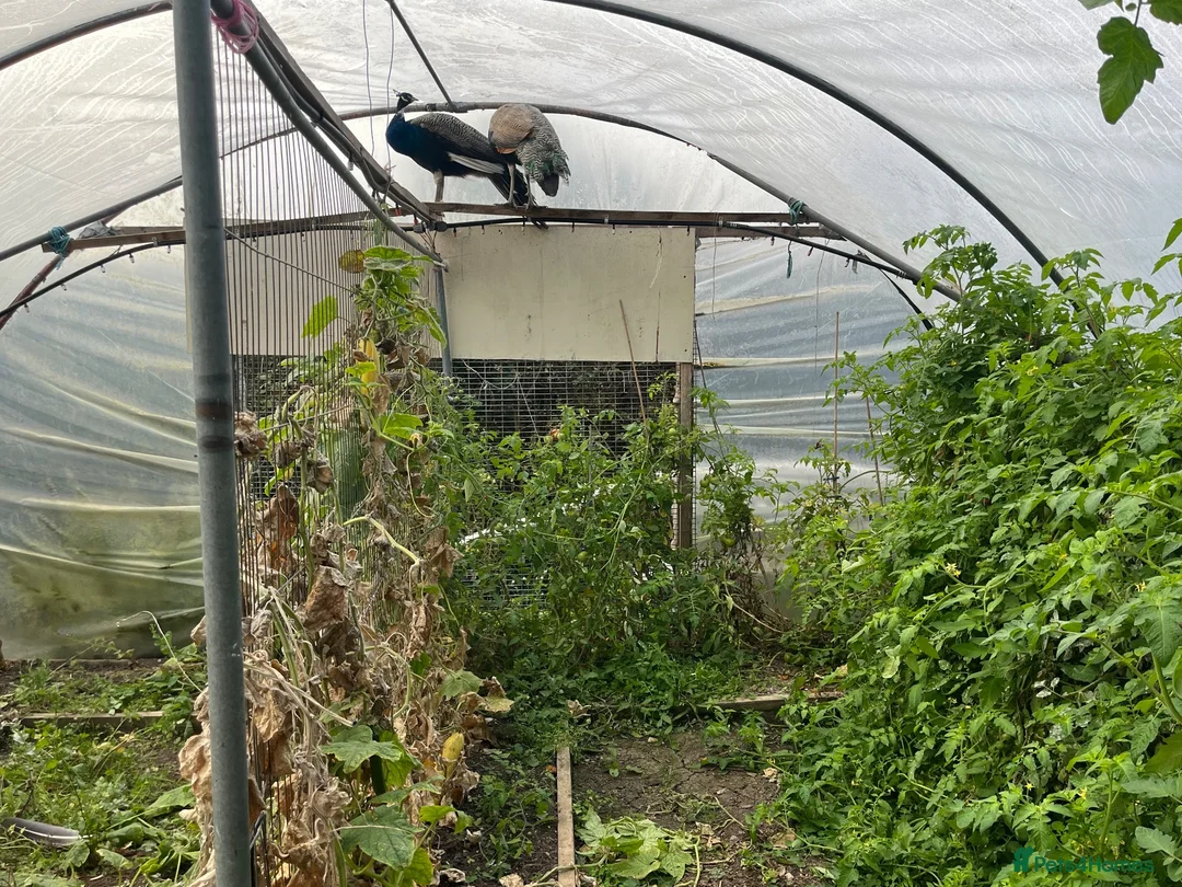 Peafowl poultry for sale: Two male peacocks available - Advert 2