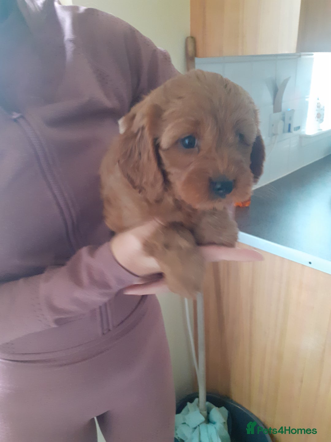 Cavapoo dogs for sale: Miniture F1 cavapoo pups  - Image 7