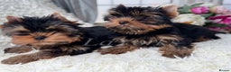 Yorkshire Terrier dogs for sale: Last two puppies ready to go💗🐾 - Advert 4