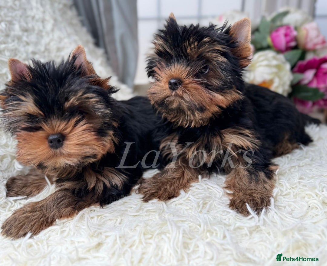 Yorkshire Terrier dogs for sale: Last two puppies ready to go💗🐾 - Advert 4