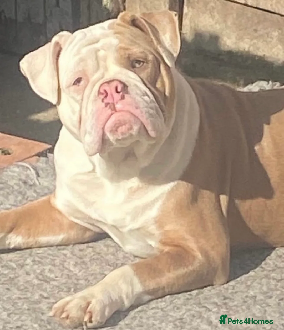 Olde English Bulldogge dogs for sale: Beautiful Merle boy OEB  - Advert 3