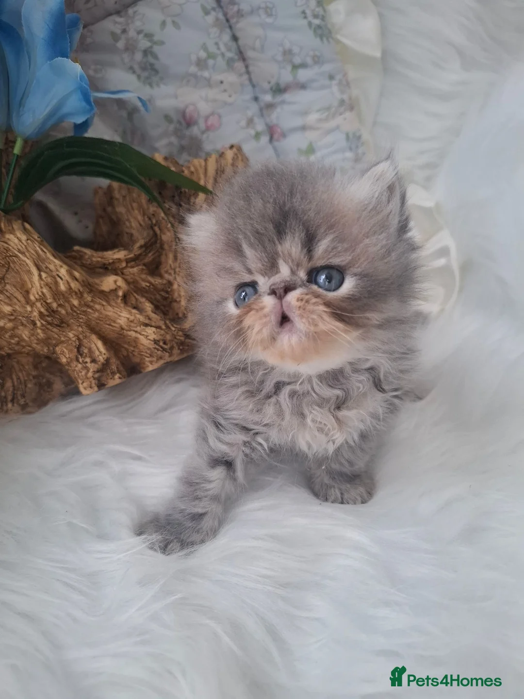 Persian cats for sale: Blue Persian Kittens long haired - Advert 2