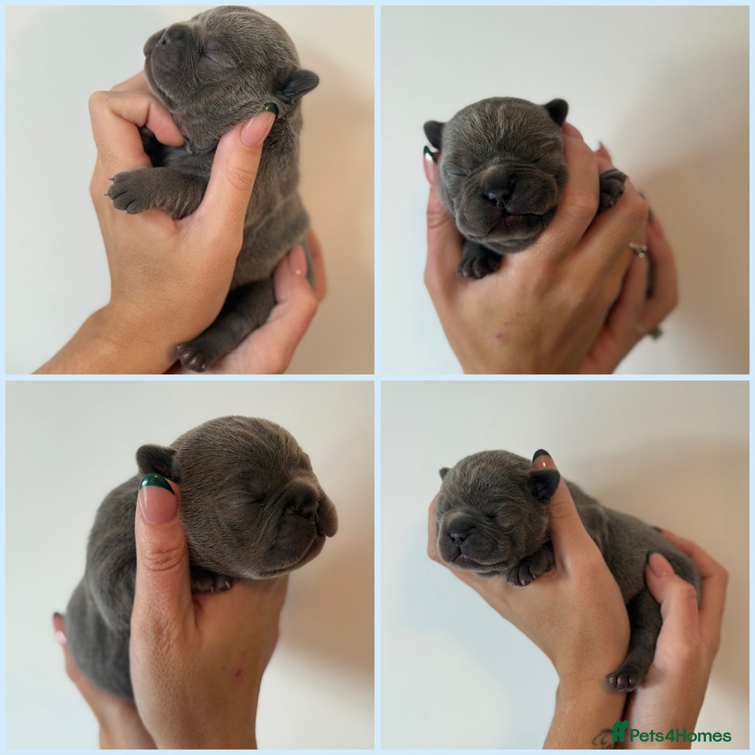 French Bulldog dogs for sale: Exclusive French Bulldog Puppies - Image 26