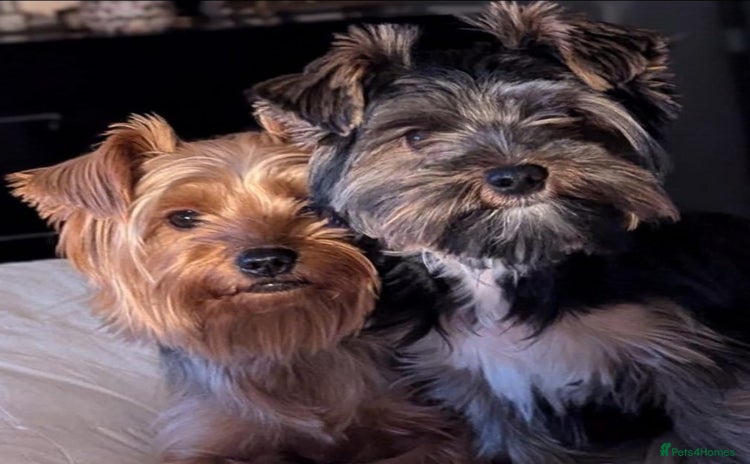 Yorkshire Terrier dogs - Advert 2