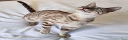 Bengal cats for sale: 12 month old female Bengal ready to leave - Advert 10
