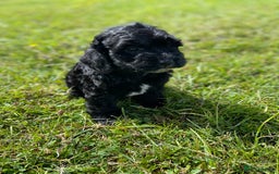 Cockapoo dogs for sale: F1 cockapoos - Image 24