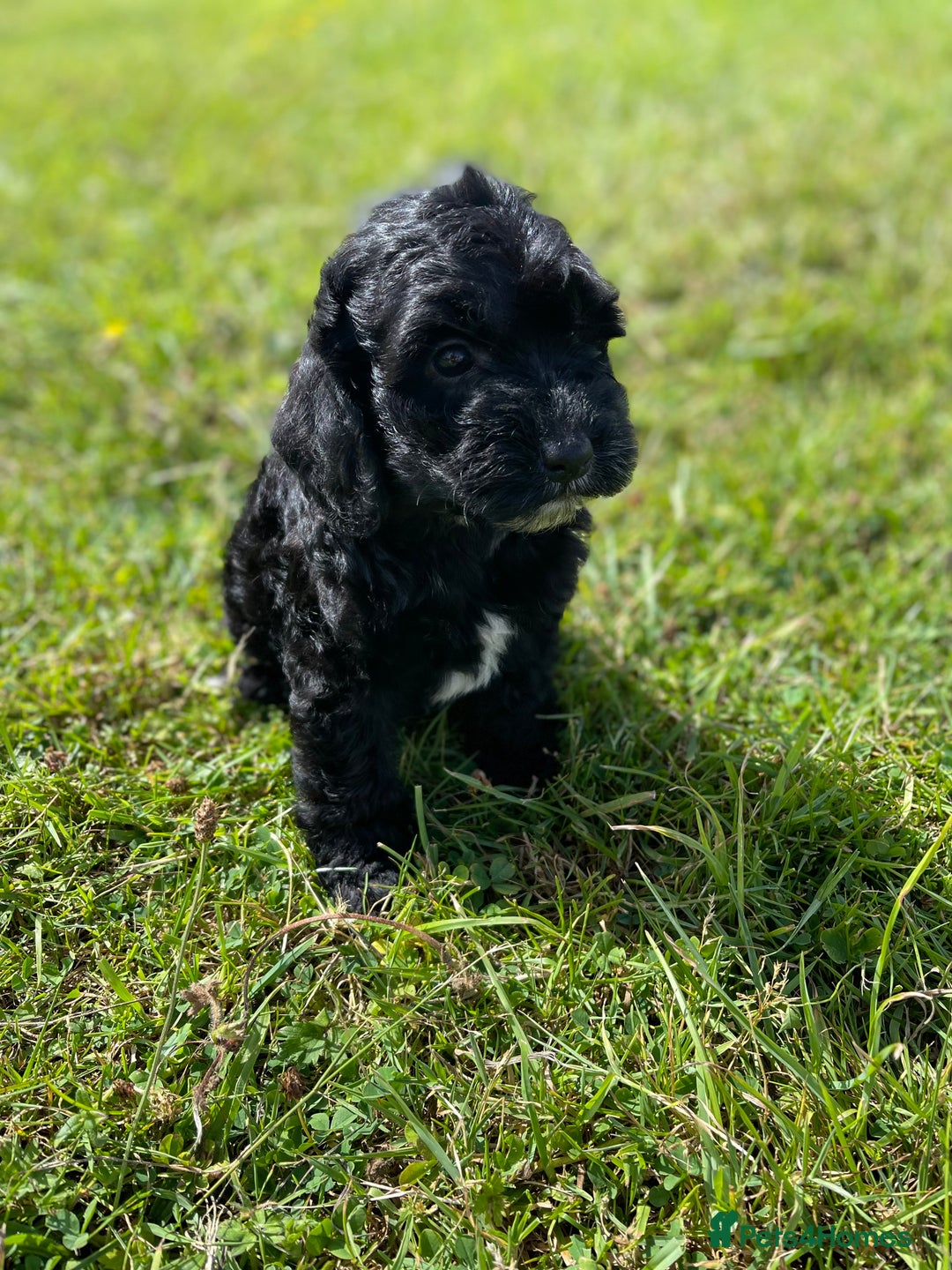 Cockapoo dogs for sale: F1 cockapoos - Image 24