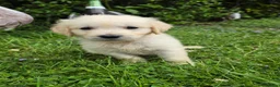 Golden Retriever dogs for sale: KC Puppies cream & gold - Advert 5