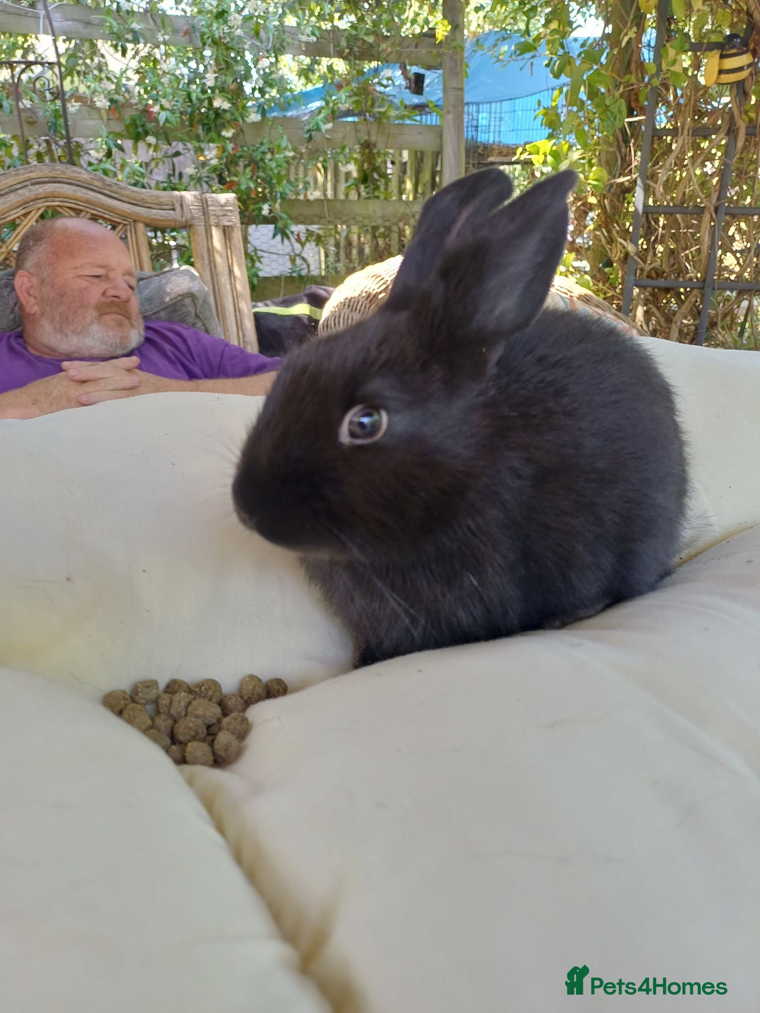 Mixed Breed rabbits 4 boy babies rabbits 🐇 10 weeks old  - Advert 2