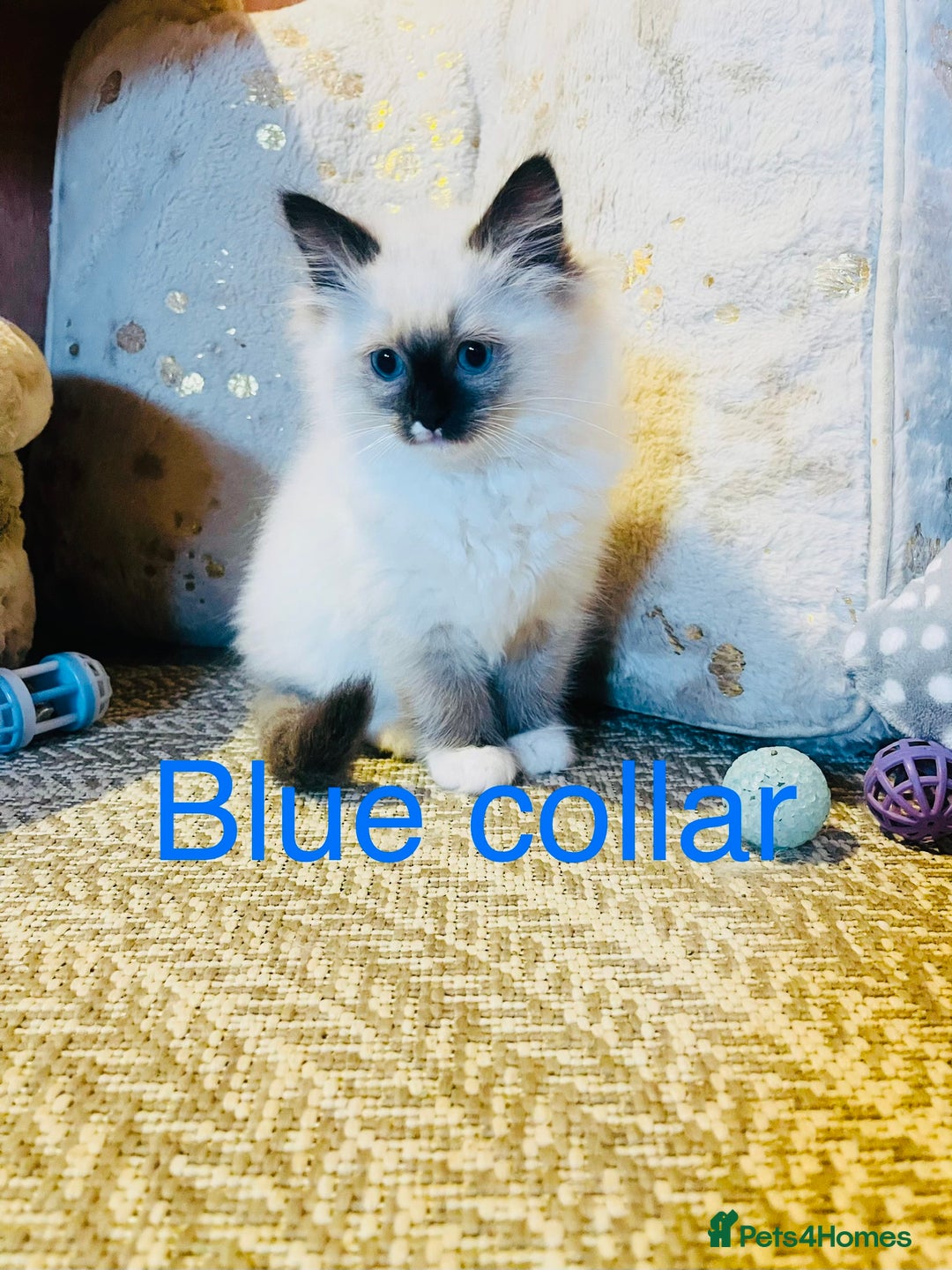Ragdoll cats for sale: Ragdoll kittens ready 28th Jan  - Advert 6
