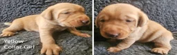 Labrador Retriever dogs for sale: Stunning Red/Golden Labs-KC Reg, Health Checked - Advert 6
