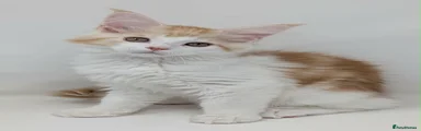 Red silver and high white Male 