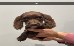 Cocker Spaniel dogs for sale: Mixed litter  - Advert 14