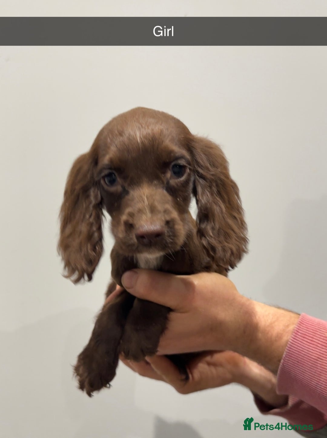 Cocker Spaniel dogs for sale: Mixed litter  - Advert 14