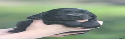 Cocker Spaniel dogs for sale: Fully Health Tested Show Type Cocker Spaniels  - Advert 14