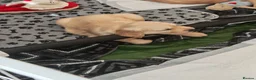 Golden Retriever dogs for sale: READY TO RESERVE  in Bradford - Advert 16