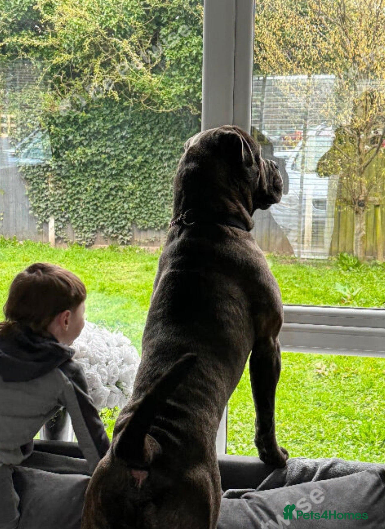 Cane Corso dogs Male Cane Corso 16 months old.  - Advert 9