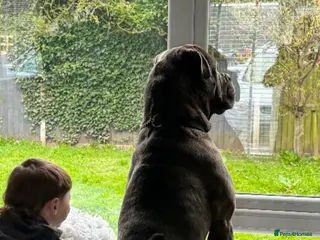 Cane Corso dogs Male Cane Corso 16 months old. - Advert 9